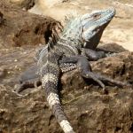 a ctenosaur, not an iguana